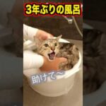 3年ぶりに風呂に入れたらルト大暴走　#ベンガル #ルトロゼ #猫(YouTube)