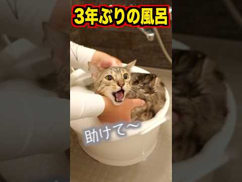 3年ぶりに風呂に入れたらルト大暴走　#ベンガル #ルトロゼ #猫(YouTube)