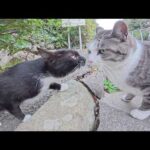 千と千尋みたいな橋で、サバシロ猫と無邪気なバットニャンに出会った(YouTube)