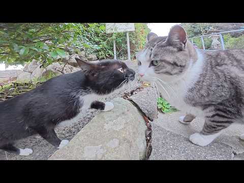 千と千尋みたいな橋で、サバシロ猫と無邪気なバットニャンに出会った(YouTube)