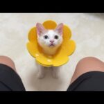 手術前日に自分だけごはん抜きにされた子猫がこうなっちゃいました…(YouTube)