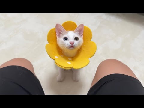 手術前日に自分だけごはん抜きにされた子猫がこうなっちゃいました…(YouTube)