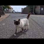 猫島で港近くの通りを歩くと猫が何処からともなく寄ってくる(YouTube)