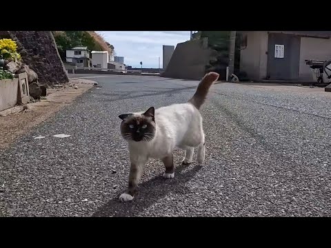 猫島で港近くの通りを歩くと猫が何処からともなく寄ってくる(YouTube)