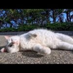 海辺の公園の猫ちゃん、ナデナデするとゴロンと寝転んでカワイイ(YouTube)