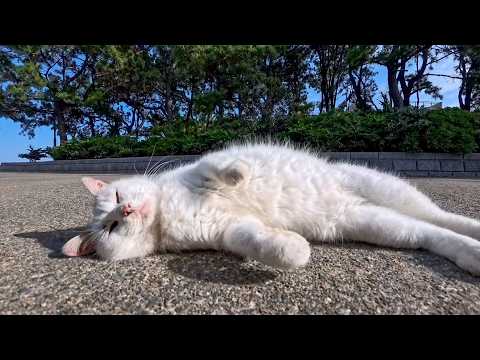 海辺の公園の猫ちゃん、ナデナデするとゴロンと寝転んでカワイイ(YouTube)