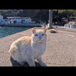 防波堤を歩くだけで…猫たちが次々とついてきた幸せすぎる瞬間(YouTube)
