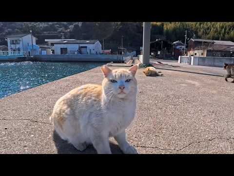 防波堤を歩くだけで…猫たちが次々とついてきた幸せすぎる瞬間(YouTube)