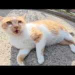 甘えん坊の茶シロ猫ちゃんをモフると鼻息を荒げて喜んでくれた(YouTube)