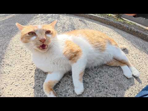 甘えん坊の茶シロ猫ちゃんをモフると鼻息を荒げて喜んでくれた(YouTube)