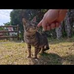 岬の展望所に行くと猫が沢山集まっていました(YouTube)