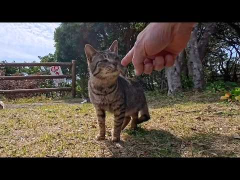 岬の展望所に行くと猫が沢山集まっていました(YouTube)