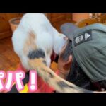 パパ！2ヵ月ぶりの再会  IVY  2026 03 22 2(YouTube)