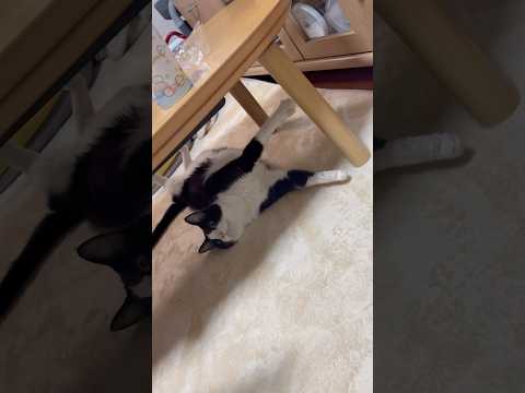 どうなってんの？(YouTube)