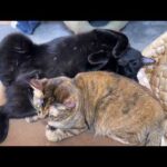 落っこちたりタイミング間違えたりでドジで優しい黒猫くんはこちらです…笑(YouTube)