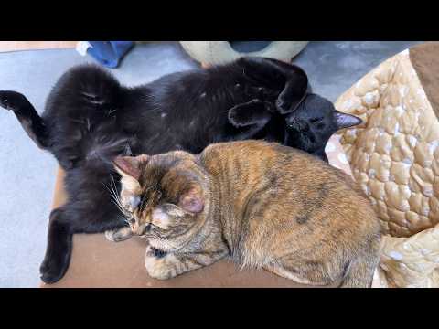 落っこちたりタイミング間違えたりでドジで優しい黒猫くんはこちらです…笑(YouTube)