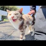 群れからはぐれた三毛猫ちゃんを仲間の元へ送り届けた(YouTube)