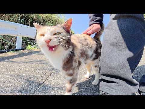 群れからはぐれた三毛猫ちゃんを仲間の元へ送り届けた(YouTube)