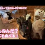 なんだなんだ？  食べる食べるがパワーアップな朝です  2026 03 01 1(YouTube)