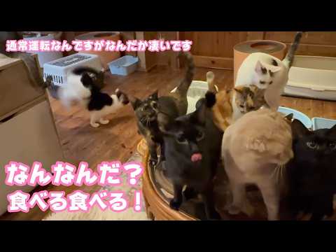 なんだなんだ？  食べる食べるがパワーアップな朝です  2026 03 01 1(YouTube)