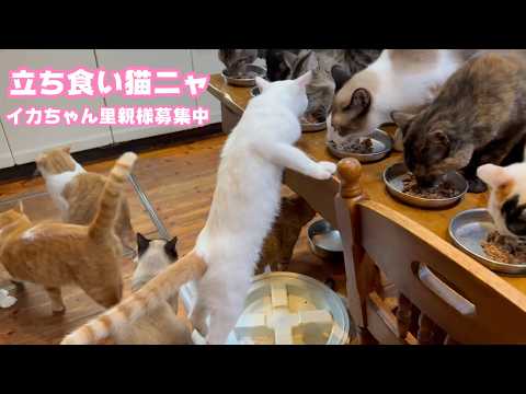 立ち食い猫ニャン イカちゃんニャ 絶賛里親様募集中！  2026 03 24 2(YouTube)