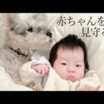 赤ちゃんのそばから離れない犬｜シュナウザージジトト(YouTube)