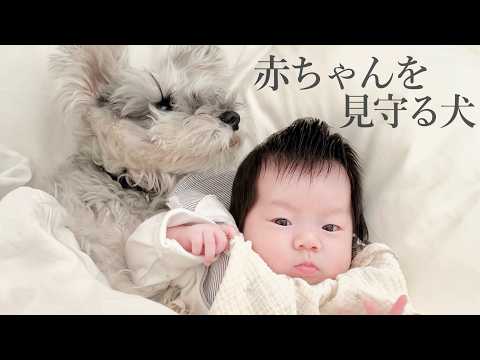 赤ちゃんのそばから離れない犬｜シュナウザージジトト(YouTube)