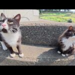 キジシロ猫をモフっていたら甘えん坊の猫達がワラワラと集まってきた(YouTube)