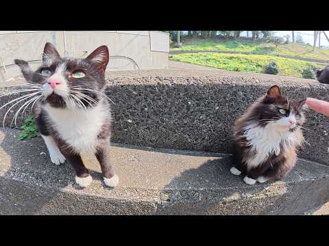キジシロ猫をモフっていたら甘えん坊の猫達がワラワラと集まってきた(YouTube)