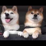 柴犬ともうすぐお別れ‥連れて行った先で大変な事態に。。(YouTube)