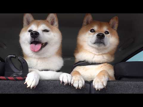 柴犬ともうすぐお別れ‥連れて行った先で大変な事態に。。(YouTube)