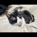 娘のブランケットでどうしてもくつろぎたい不思議ちゃんな猫(YouTube)