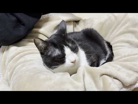娘のブランケットでどうしてもくつろぎたい不思議ちゃんな猫(YouTube)