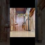 後編）愛護センター収容の老犬保護に苦戦(YouTube)