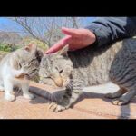 仲良しのキジ猫コンビが喉を鳴らしながら頭をグリグリし合う(YouTube)