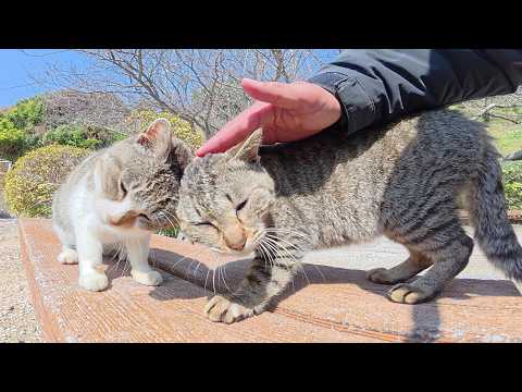 仲良しのキジ猫コンビが喉を鳴らしながら頭をグリグリし合う(YouTube)