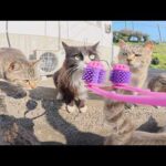 猫の頬っぺたをフェイスローラーでマッサージした結果・・・(YouTube)