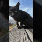 割り込んでくる黒猫ちゃん(YouTube)