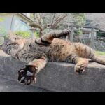 長い階段を登ると疲れて寝転がってしまうキジトラ猫ちゃん(YouTube)