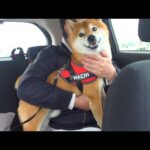 え？病院後、柴犬は別人の表情に…その瞬間がこれ。(YouTube)