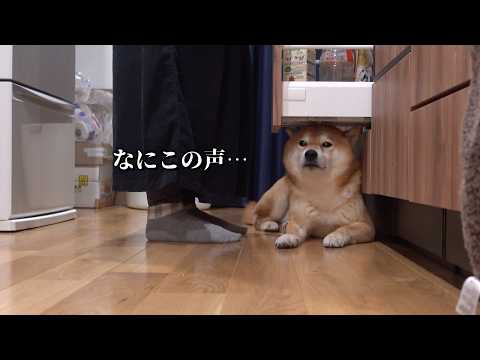 様子がおかしく鳴き続ける柴犬、その意外な原因とは…(YouTube)