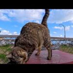 猫島の猫ちゃん撫でられに台の上の登ってくる(YouTube)
