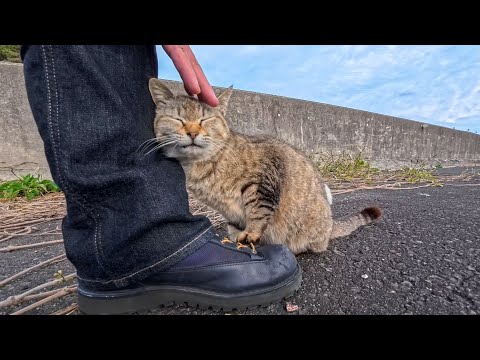 橋の上で出会った人懐っこい猫…足元スリスリからまさかのよじ登り！？可愛すぎた🐾(YouTube)