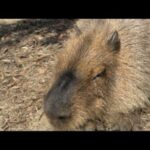 わたる世間はカピばかり(YouTube)