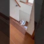 ひょっこり豆大福(YouTube)