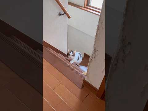 ひょっこり豆大福(YouTube)