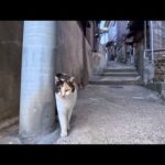 漁港の街の細道を歩いていると三毛猫ちゃんが何か話しかけてきた(YouTube)