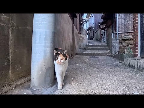 漁港の街の細道を歩いていると三毛猫ちゃんが何か話しかけてきた(YouTube)