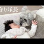 子どもを見守り続けて８年。優しすぎる犬の日常｜シュナウザージジトト(YouTube)