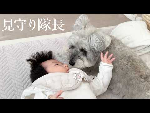 子どもを見守り続けて８年。優しすぎる犬の日常｜シュナウザージジトト(YouTube)